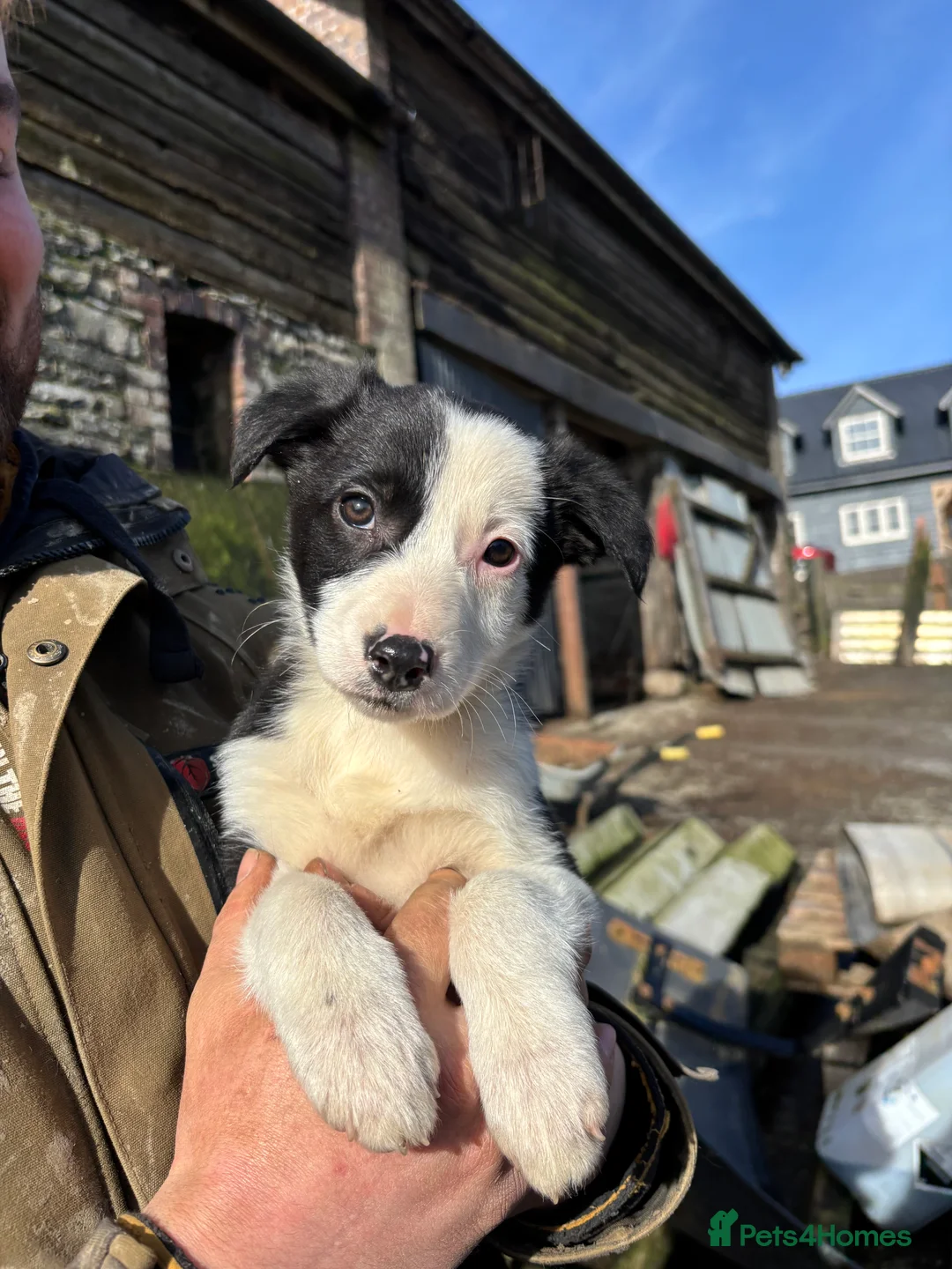 Border Collie dogs for sale: Stunning border collies - only 2 left!!!!!  - Advert 1