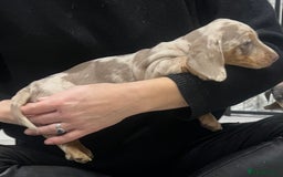 Miniature Dachshund dogs for sale: 🥰 Stunning Miniature Dachshunds 🥰 - Advert 5