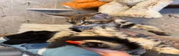 Maine Coon cats for sale: Maine Coon Registered TICA - Advert 23