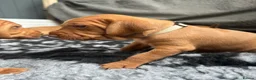 Hungarian Vizsla dogs for sale: Exceptional Pedigree Hungarian Vizsla Puppies - Advert 27