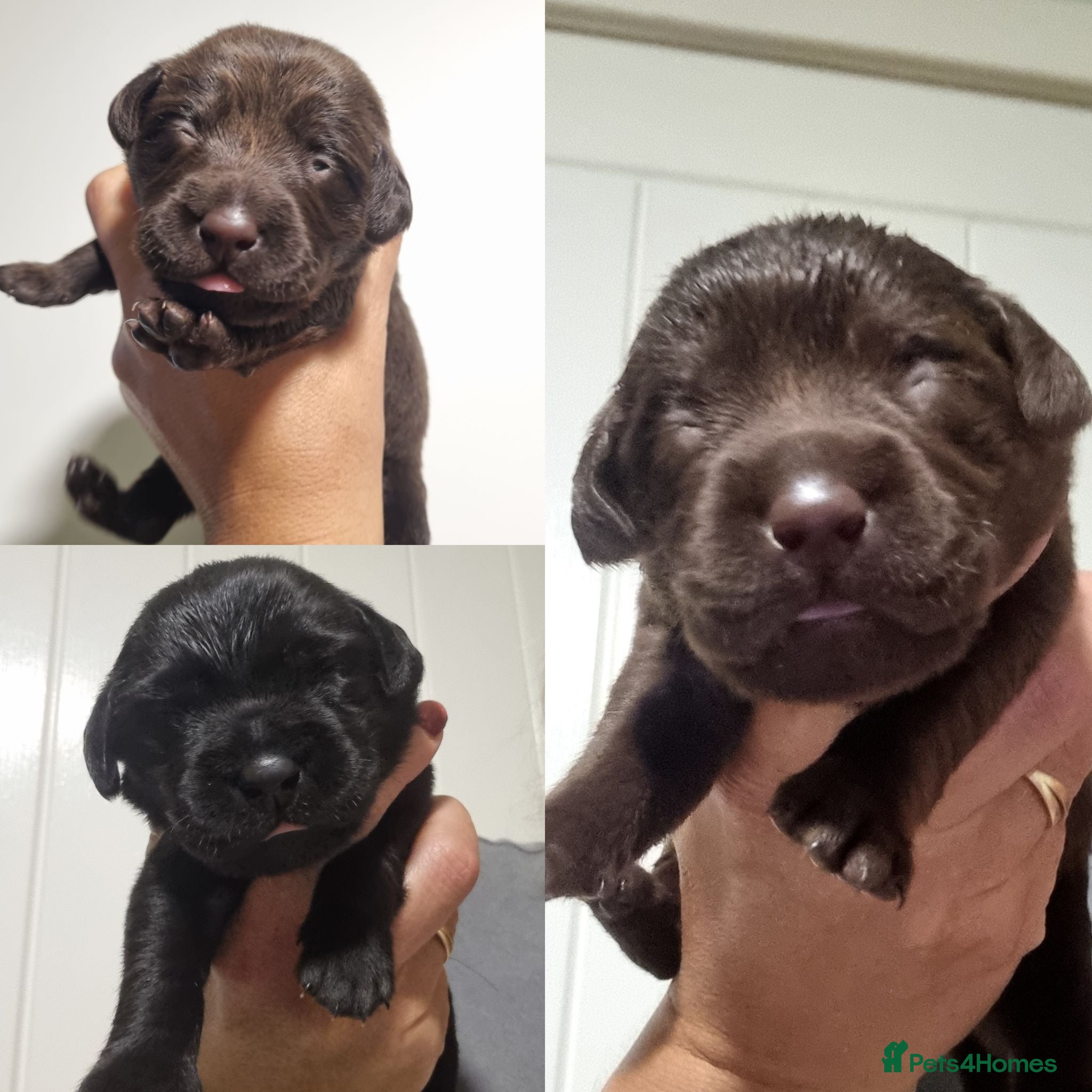 Labrador Retriever dogs  BEAUTIFUL PUPPIES FROM FULLY HEALTHTESTED PARENTS - Advert 1