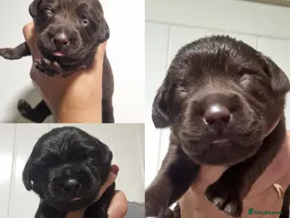 Labrador Retriever dogs BEAUTIFUL PUPPIES FROM FULLY HEALTHTESTED PARENTS - Advert 1