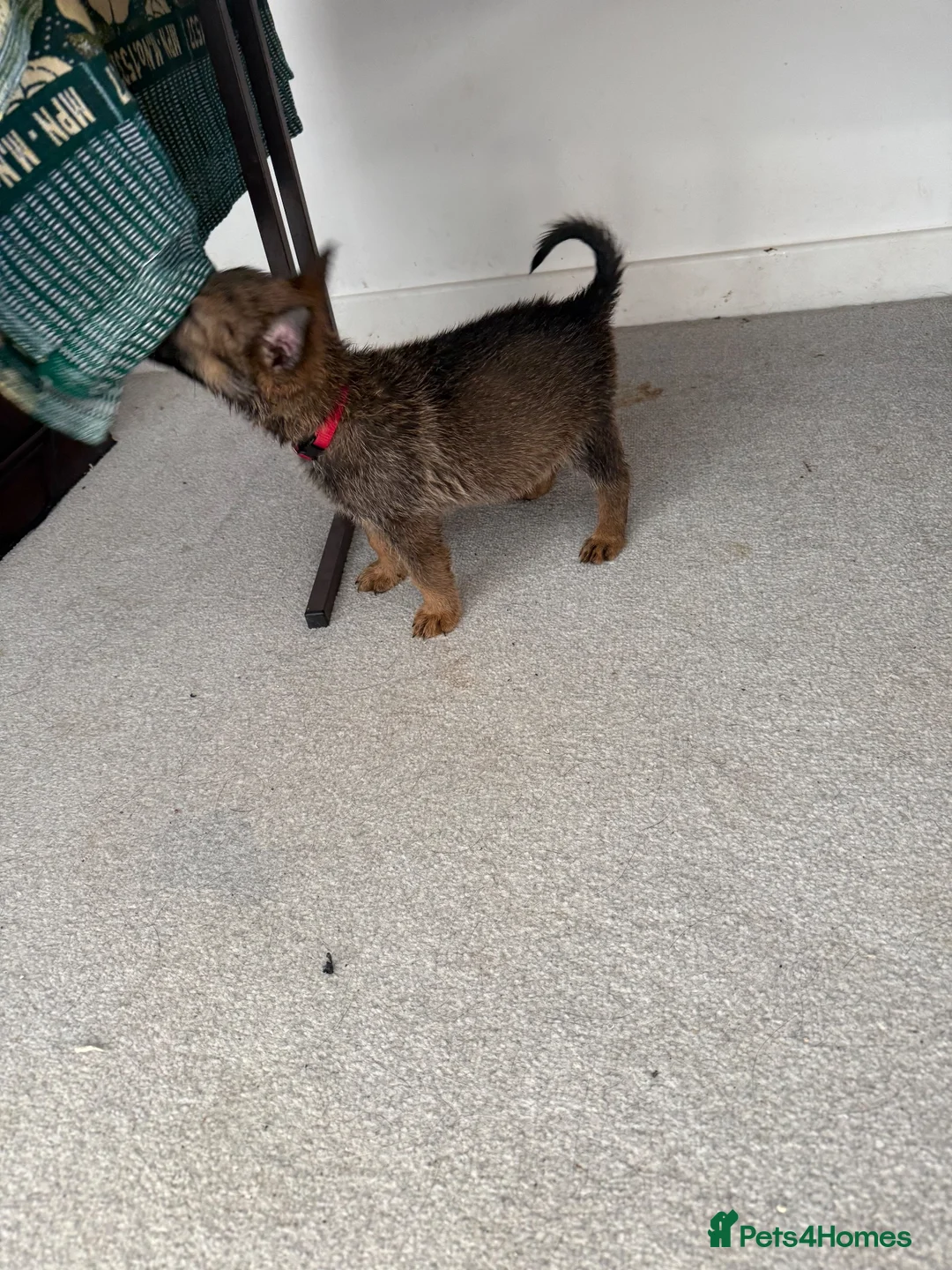 German Shepherd dogs for sale: German Shepherd Puppies – Girl and Boy Available - Advert 9