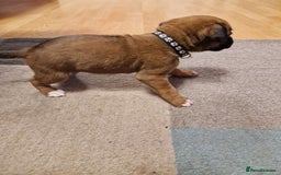 Boxer dogs for sale: Beautiful litter of KC reg bobtail boxer pups - Image 27