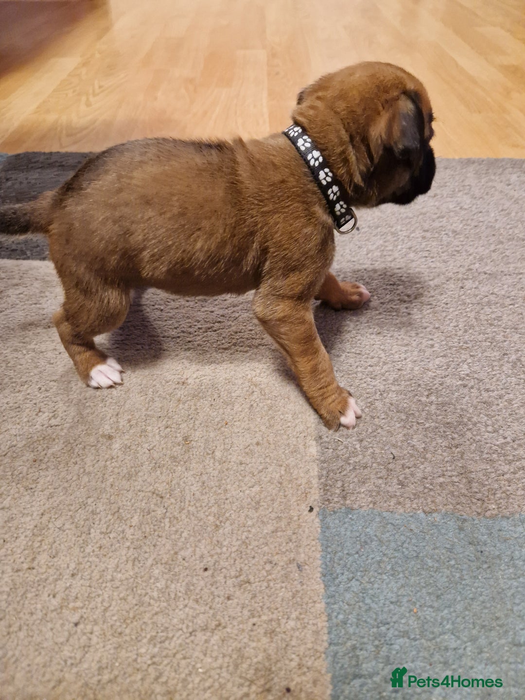 Boxer dogs for sale: Beautiful litter of KC reg bobtail boxer pups - Image 27