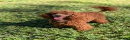 Miniature Poodle dogs for sale: EXCEPTIONAL DARK RED KC MINIATURE POODLE PUPPIES🐩 - Advert 7