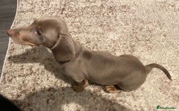 Miniature Dachshund dogs for sale: KCRegistered Miniature SmoothHaired Dachshund Boys - Image 17