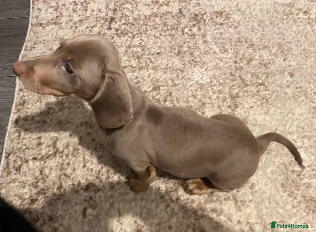 Miniature Dachshund dogs for sale: KCRegistered Miniature SmoothHaired Dachshund Boys - Image 17