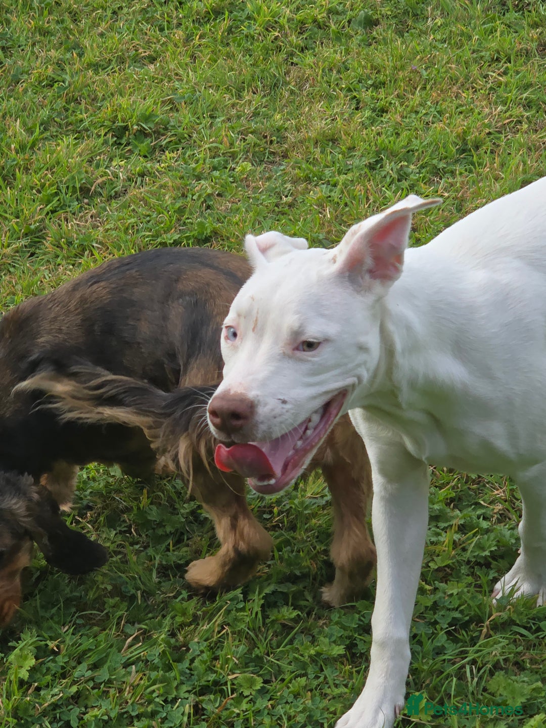 American Bulldog dogs for sale: Skye is looking for a new home. - Image 2