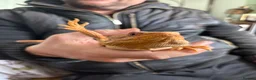 Bearded Dragon reptiles for sale: 2 bearded dragons for sale in Dereham - Advert 12