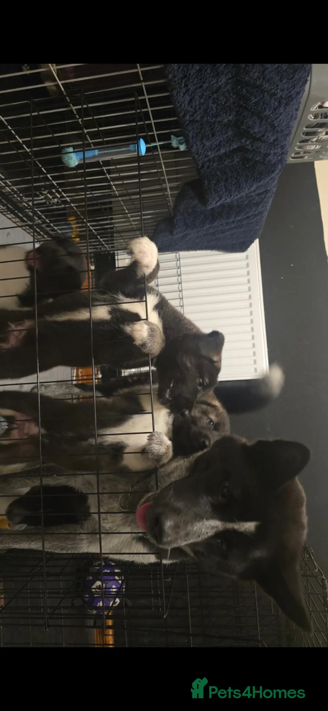 Huskita dogs for sale: 2 Adorable Huskitas - Advert 2