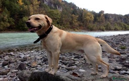 Labrador Retriever dogs for sale: Chunky KC Registered Labrador puppies - Image 20