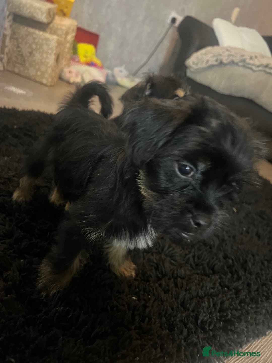 Mixed Breed dogs for sale: Jackapoo frenchy - Advert 2