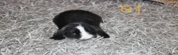Mini Lop rabbits for sale: 5 Mini Lop / Mini Plush Babies - Advert 17