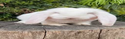 French Lop rabbits for sale: French Lop babies  - Advert 6