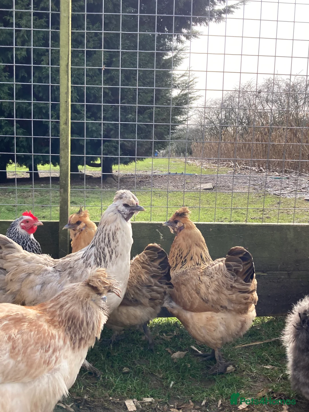 Chickens poultry for sale: Gold top trio - Advert 1