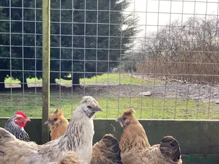 Chickens poultry Gold top trio - Advert 1