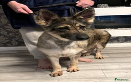 German Shepherd dogs for sale: Retirement home wanted for this lovely Gsd  - Image 6