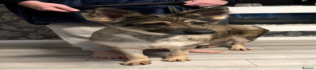 German Shepherd