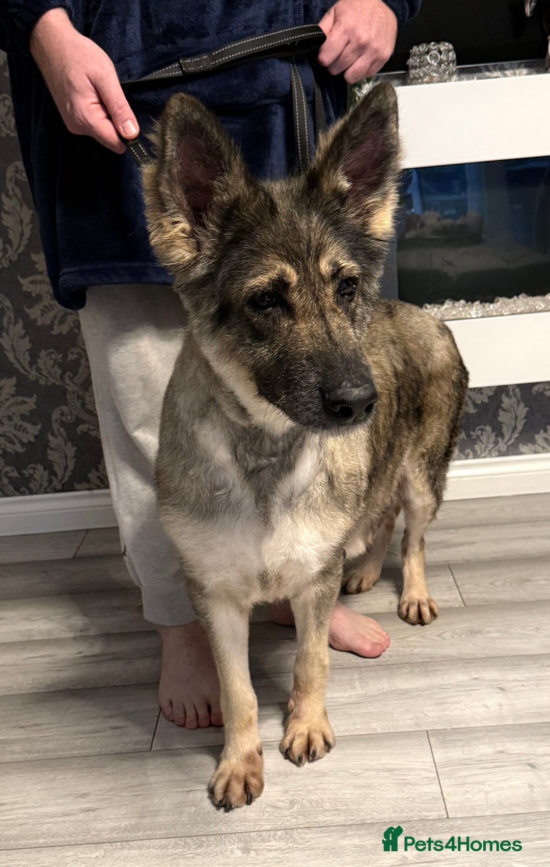 German Shepherd dogs for sale: Retirement home wanted for this lovely Gsd  - Image 6