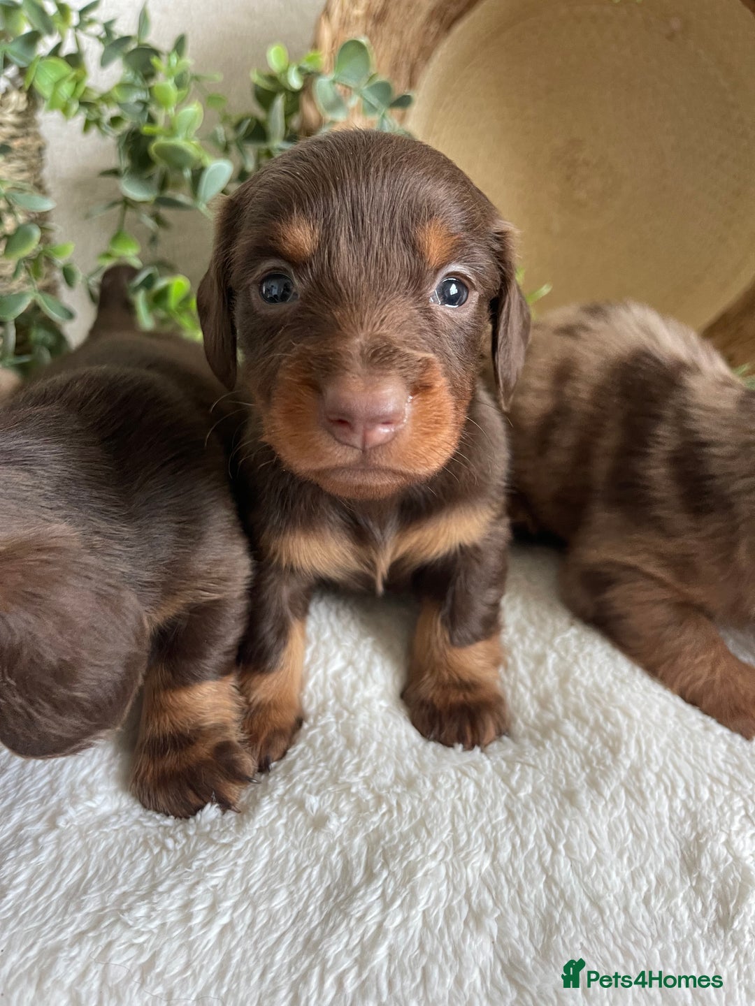 Miniature Dachshund dogs for sale: STUNNING DNA CLEAT MINI DACHSHUNDS - Advert 9