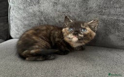 American Shorthair cats for sale: Smart stunning mixed colour kittens  - Image 2