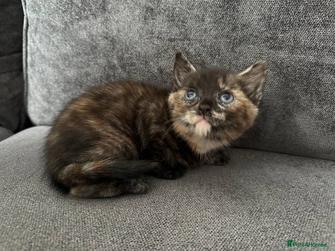American Shorthair cats for sale: Smart stunning mixed colour kittens  - Image 2