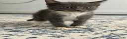 Domestic Shorthair cats for sale: 5 kittens for sale. - Advert 6