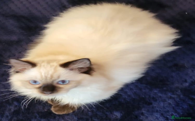 Ragdoll cats - Advert 10