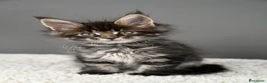 Maine Coon 3