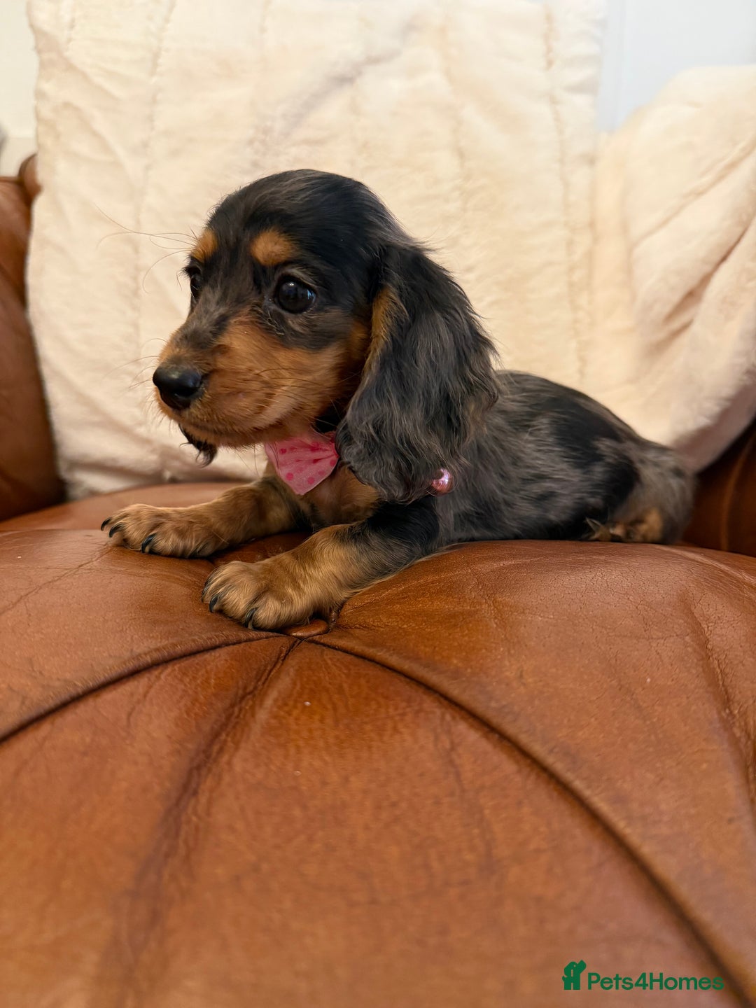 Miniature Dachshund dogs for sale: Beautiful Cream Longcoats Miniature Dachshund  - Advert 18
