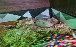Hamster rodents for sale: Gorgeous Syrians - Image 6