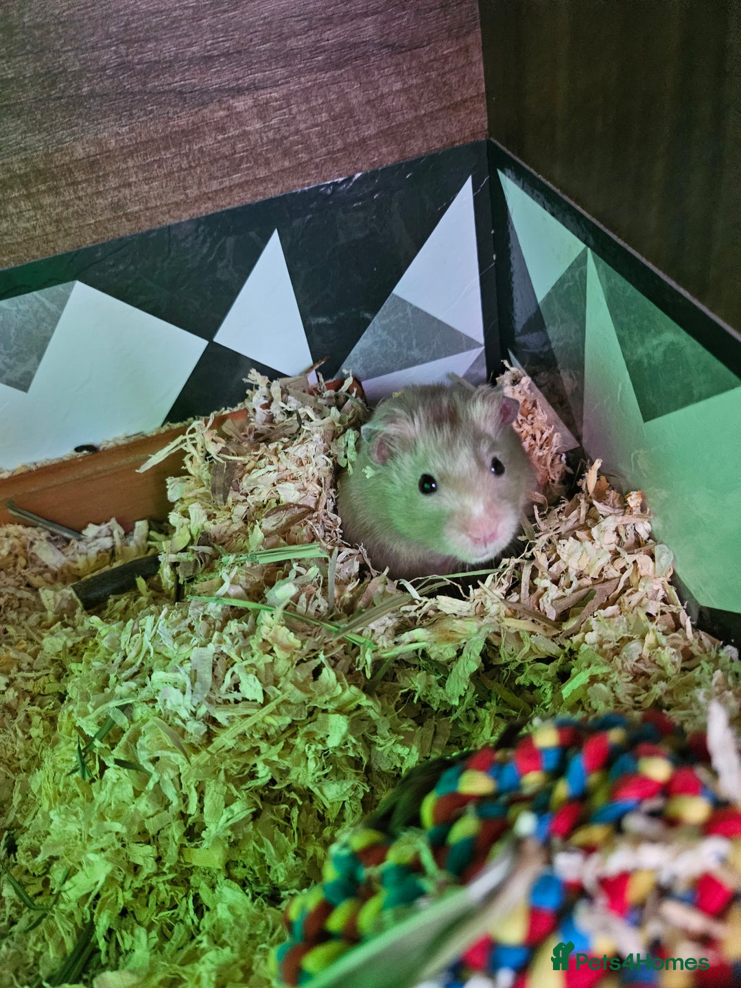 Hamster rodents for sale: Gorgeous Syrians - Image 6