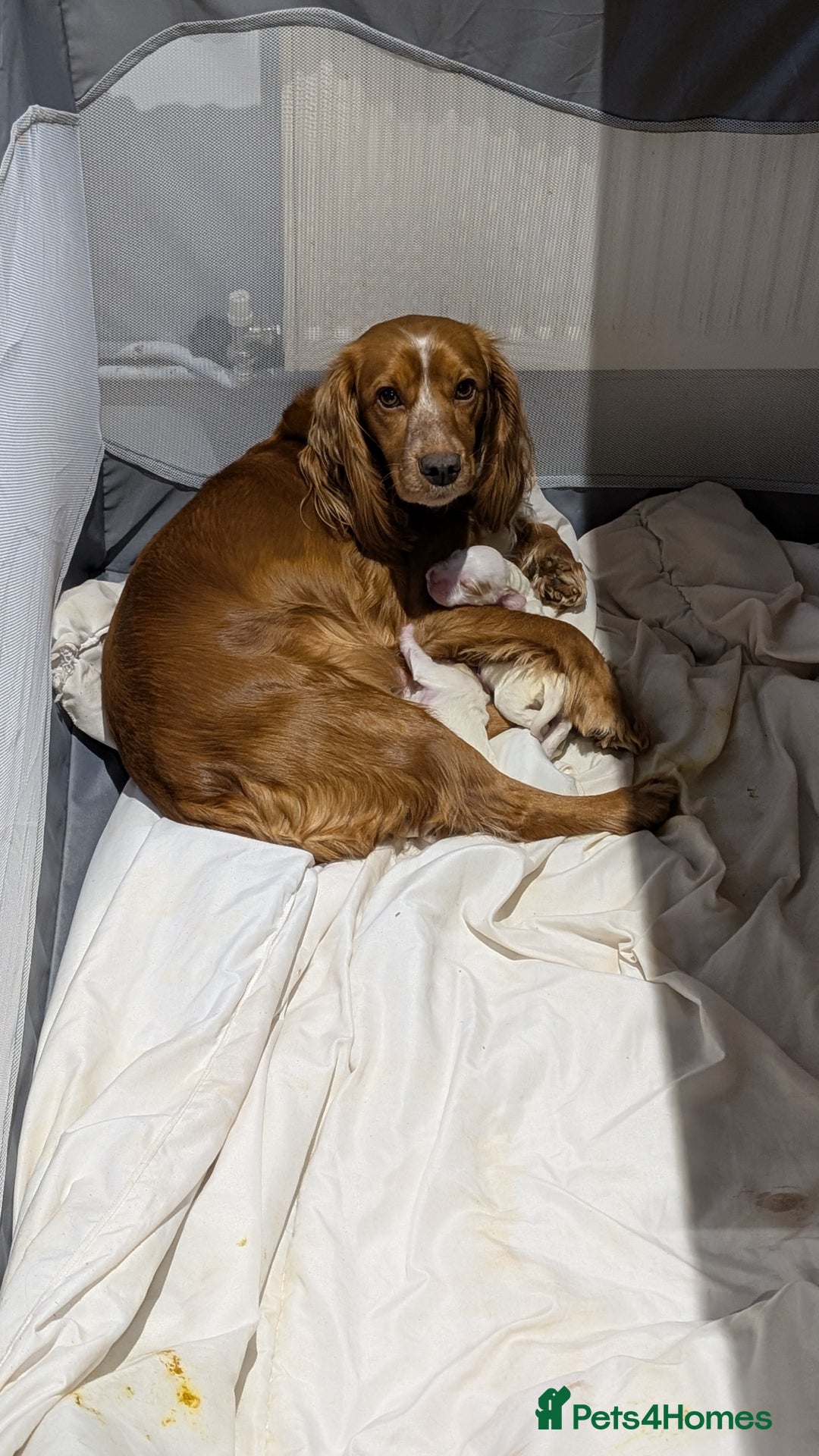 Cocker Spaniel dogs for sale: Beautiful Cocker spaniels - Advert 7