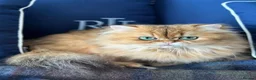 British Longhair cats for sale: British longhair little cuties - Advert 9