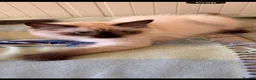 Ragdoll cats for sale: Price reduced !!!! One last boy remaining  - Advert 5