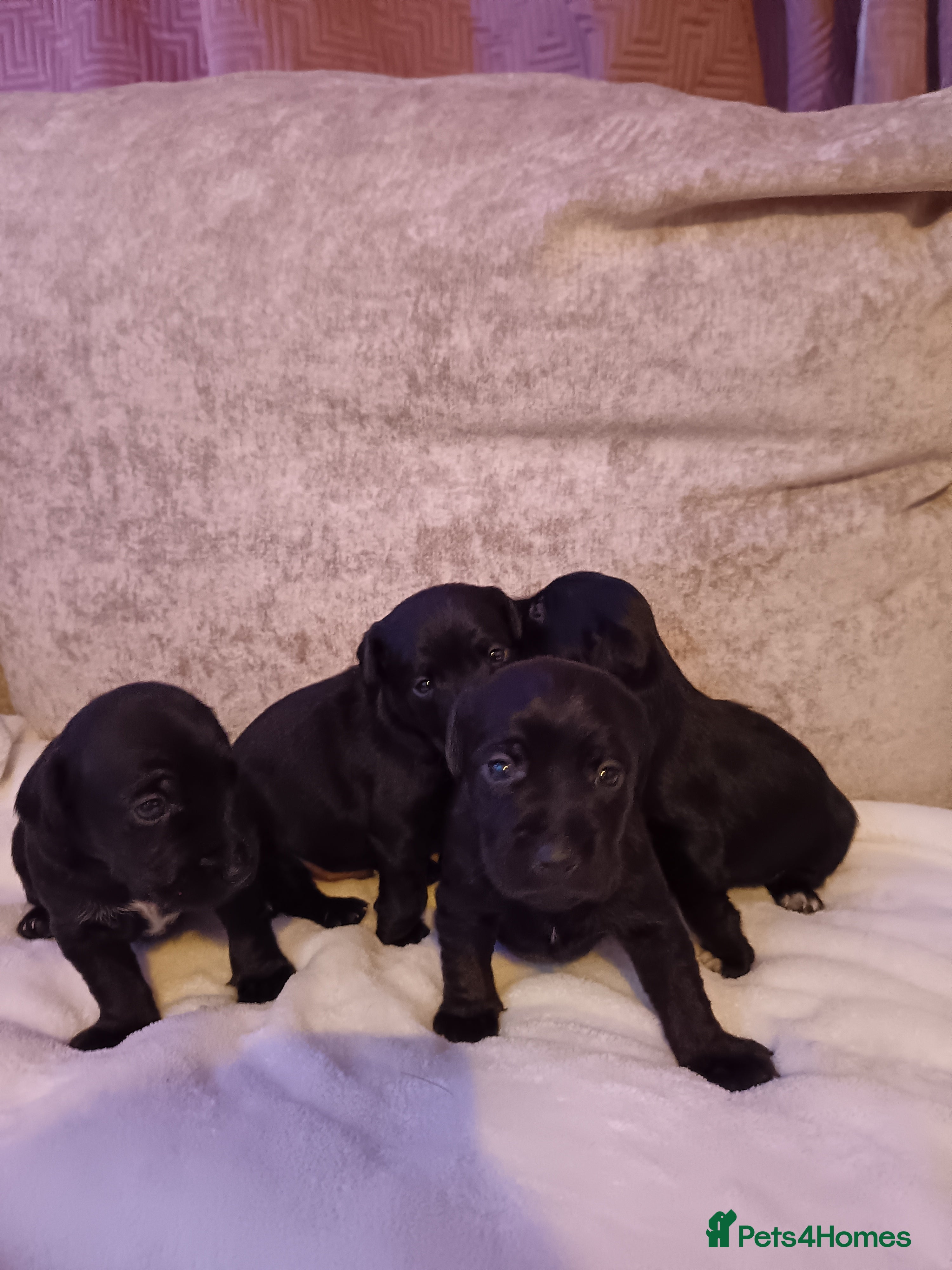 Patterjack dogs Stunning litter of puppies for sale  - Advert 8