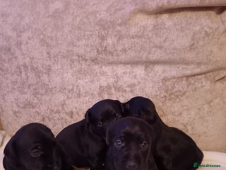 Patterjack dogs Stunning litter of puppies for sale - Advert 8