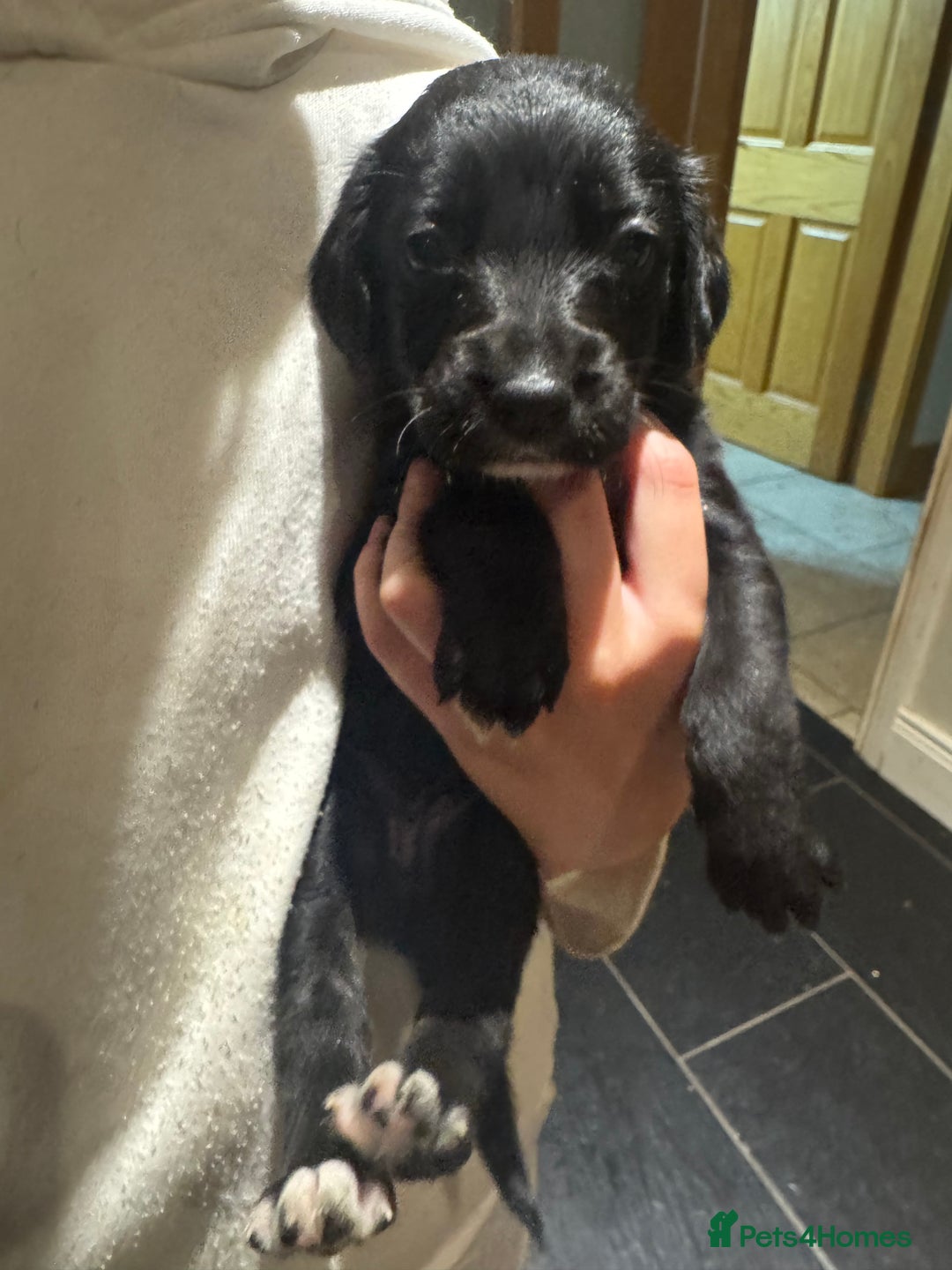 Mixed Breed dogs for sale: Sprollies - Image 6