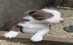 Border Collie dogs for sale: Beautiful sheepdog pups - Image 18