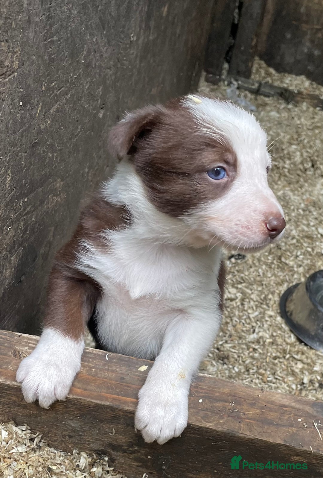 Border Collie dogs for sale: Beautiful sheepdog pups - Image 18