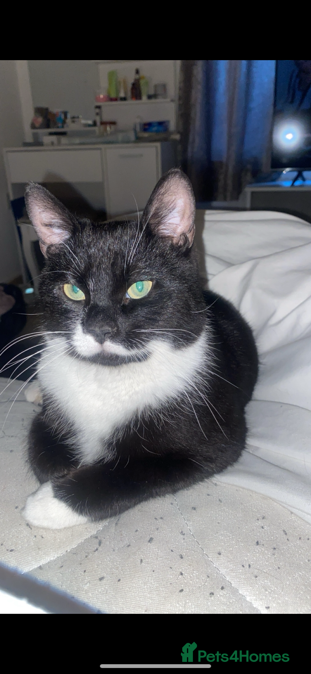 Mixed Breed cats for sale: 2 Male Cats for a new home!  - Advert 2