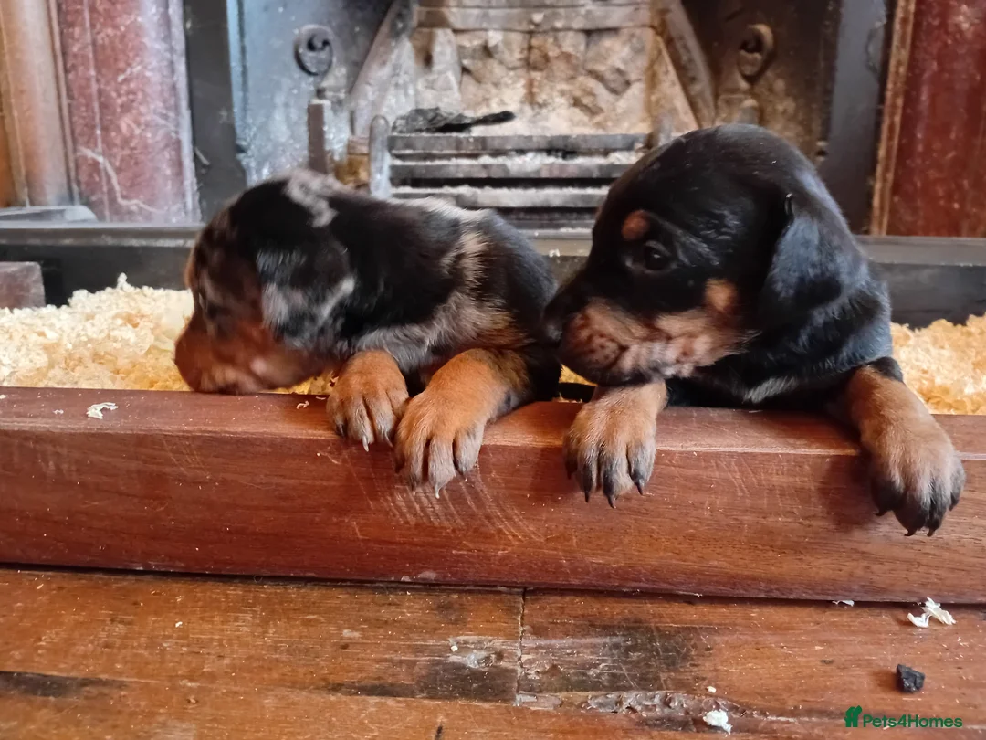 Mixed Breed dogs for sale: Champ KC registered Doberman & Beaceron puppies. - Advert 2
