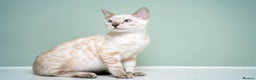 Bengal cats for sale: SNOW LYNX PURE BENGAL BOY-Frankie-Top Personality - Advert 15