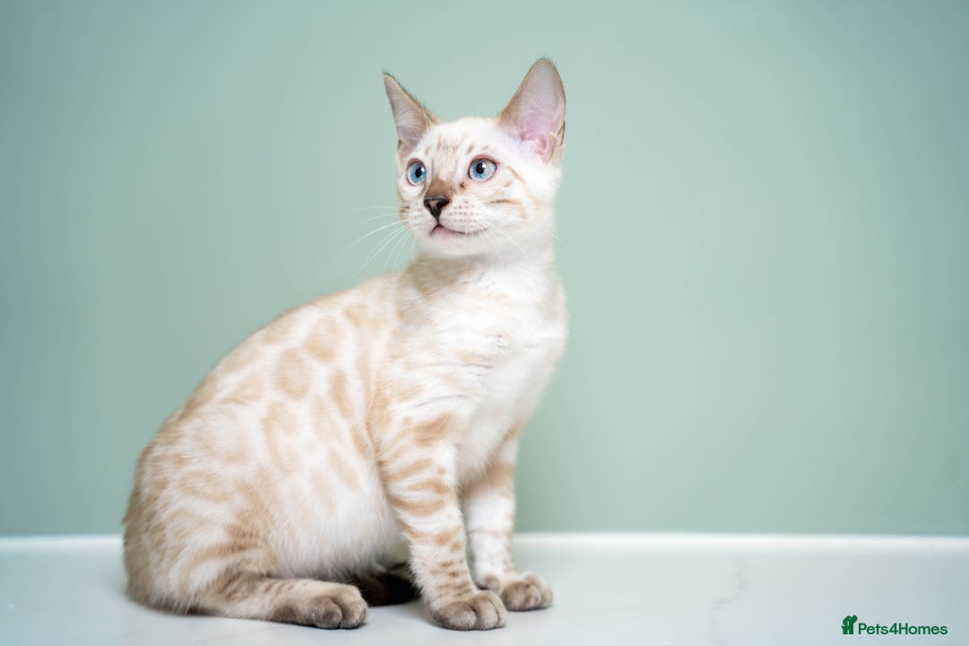 Bengal cats for sale: SNOW LYNX PURE BENGAL BOY-Frankie-Top Personality - Advert 15