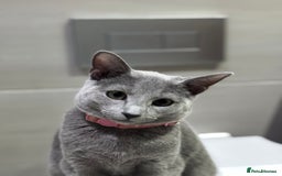 Russian Blue cats for sale: Female Russian blue (Tica registered) in Birmingham - Image 3