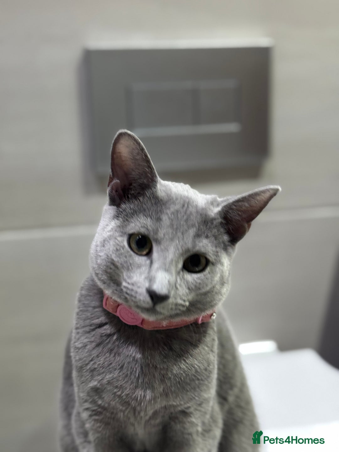 Russian Blue cats for sale: Female Russian blue (Tica registered) in Birmingham - Image 3