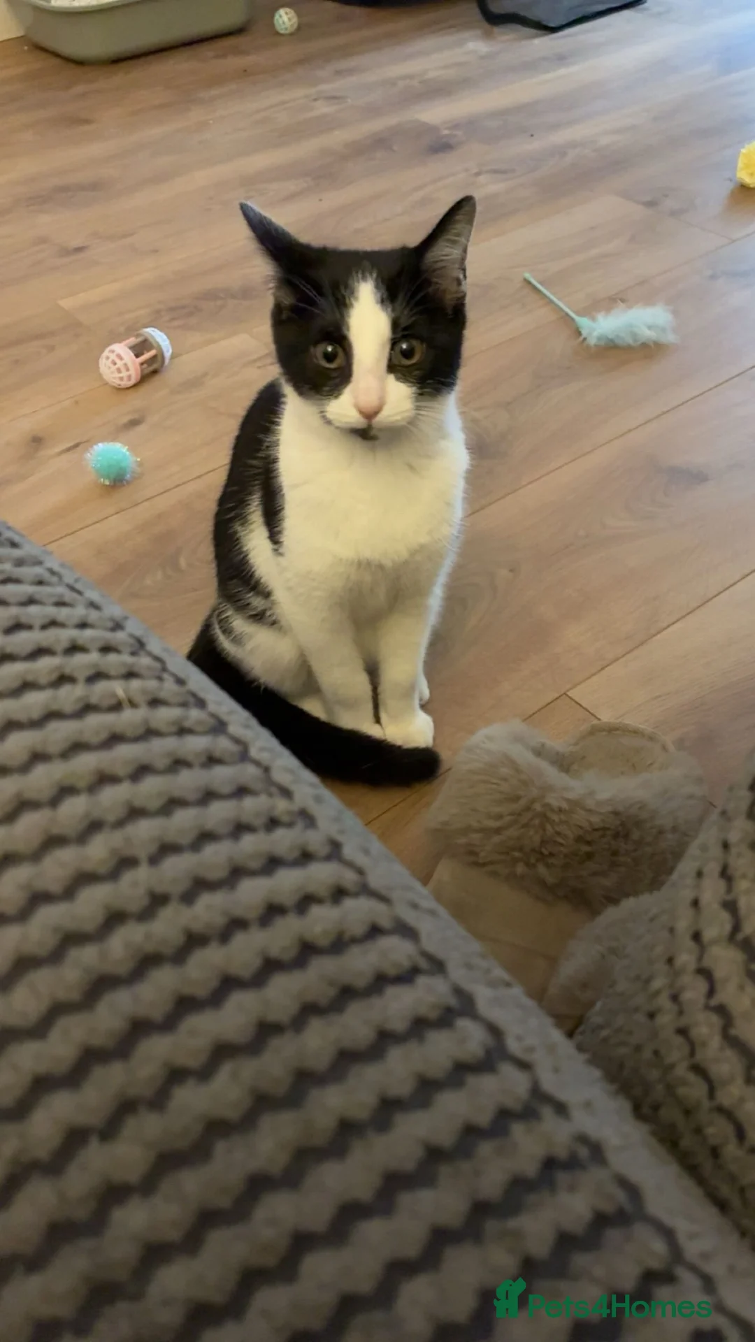 British Shorthair cats for sale: Luna  in Northwich - Advert 1