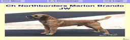 Border Terrier dogs for sale: Stunning KC Border terriers - Advert 4
