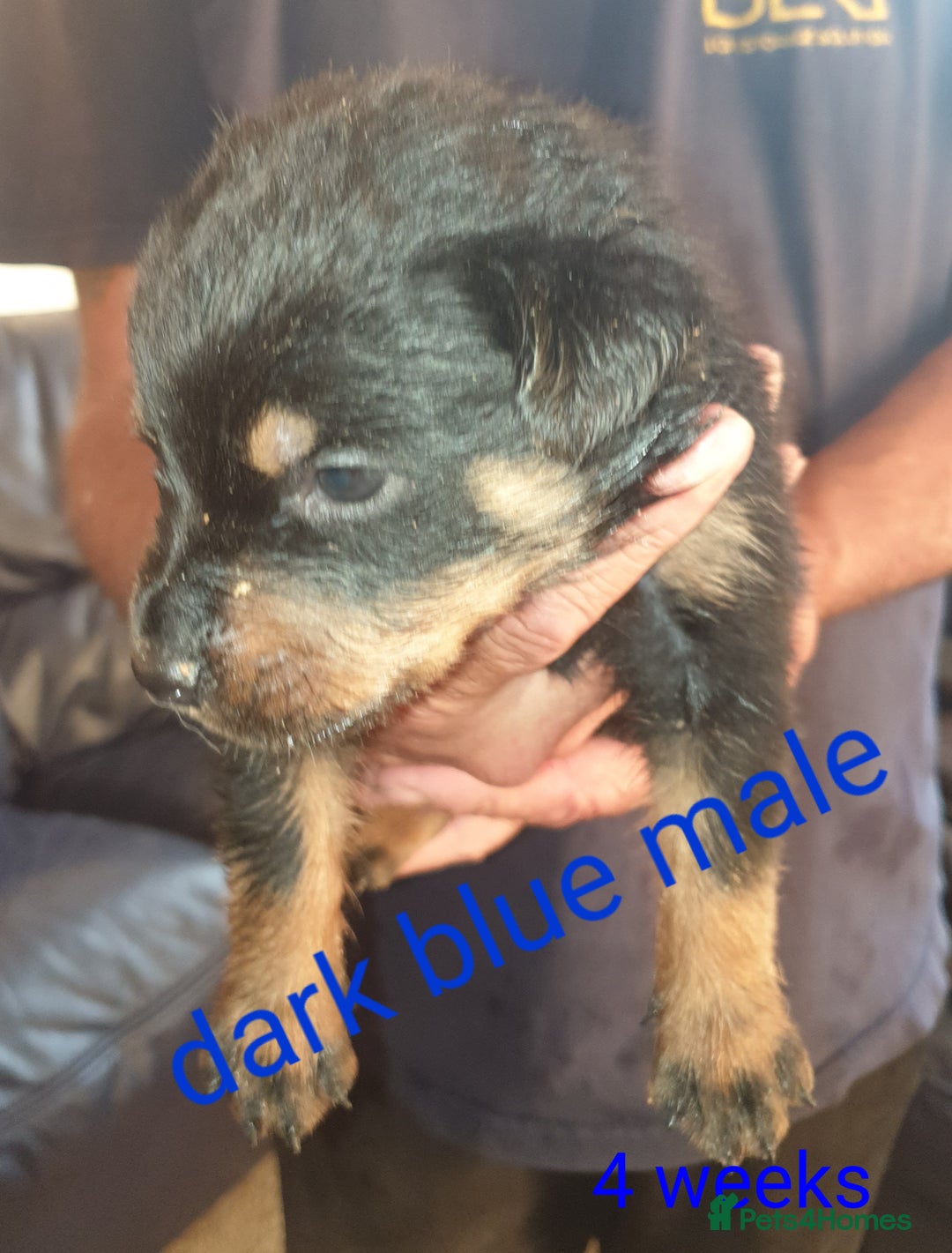 Rottweiler dogs for sale: Chunky big boned rottweilers  - Image 31